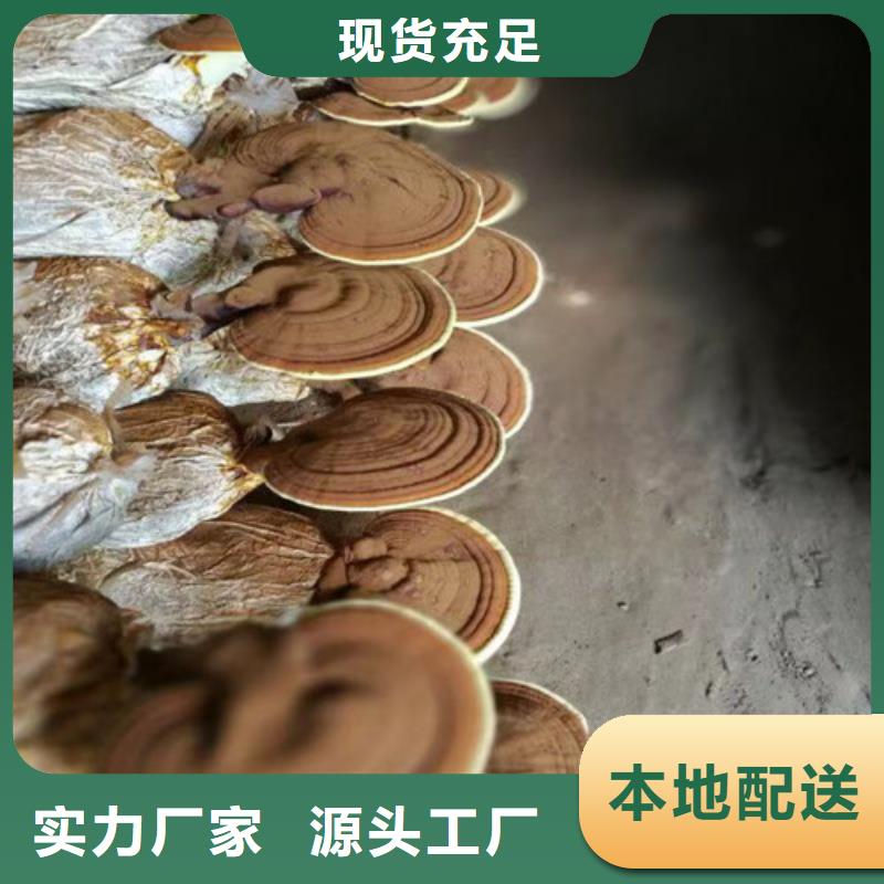 灵芝的吃法