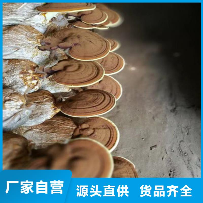灵芝切片多少钱