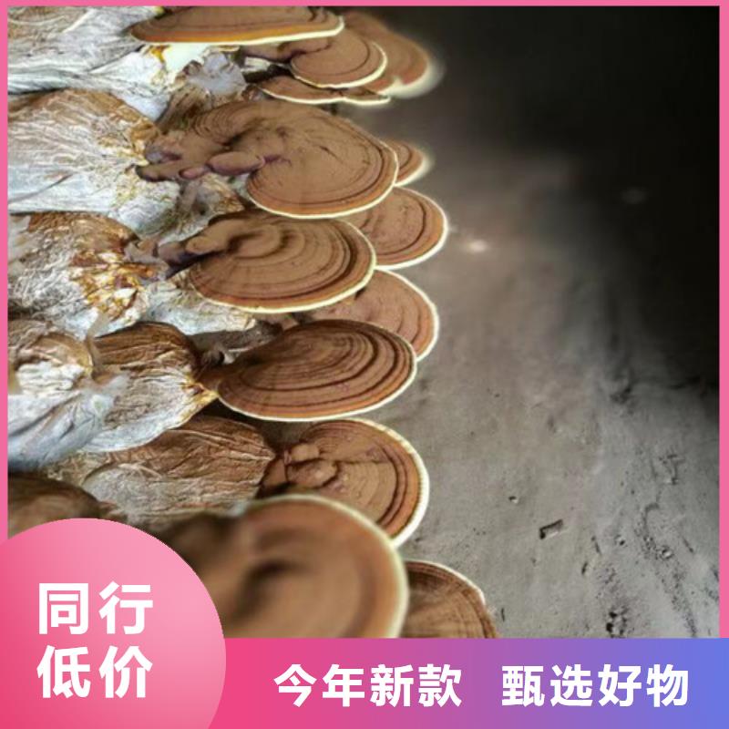 
孢子灵芝优质货源