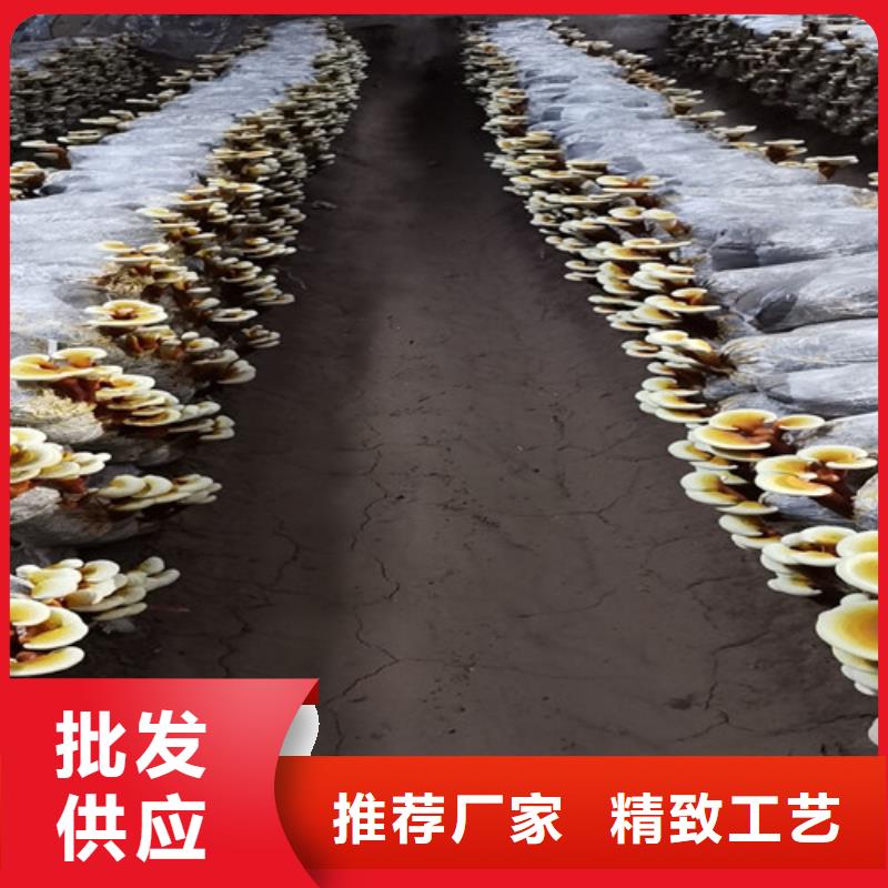灵芝粉吃的方法