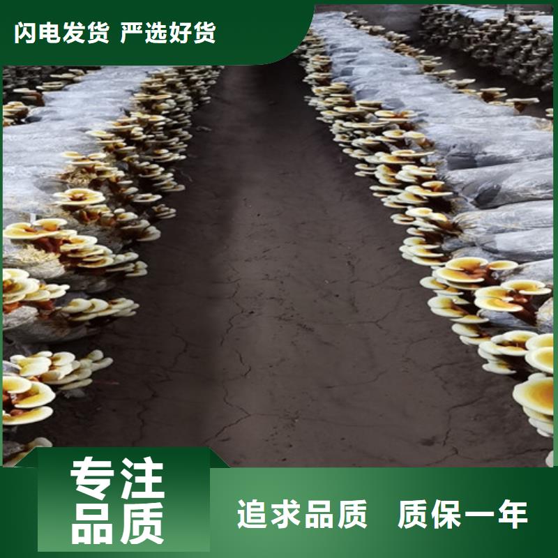 【图】灵芝孢子粉厂家