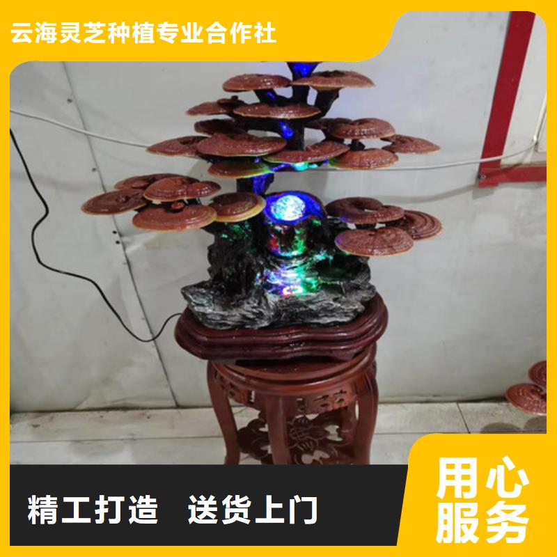 破壁灵芝孢子粉厂家