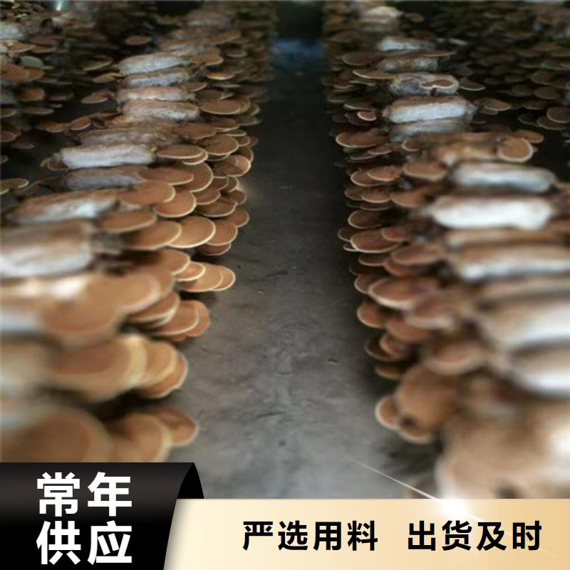 灵芝