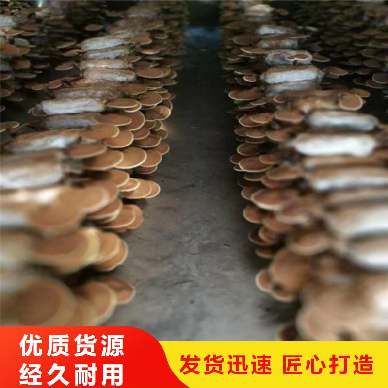 灵芝菌种怎么卖