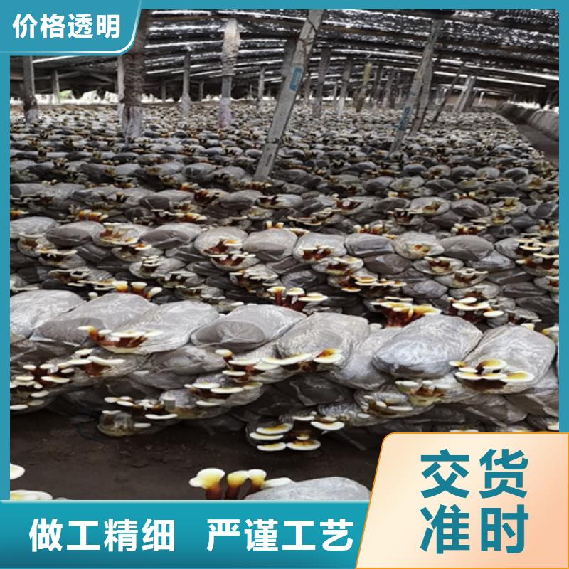 灵芝粉在线咨询
