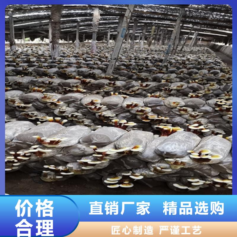 灵芝孢子粉厂家批发