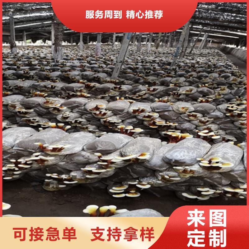 灵芝切片在线咨询
