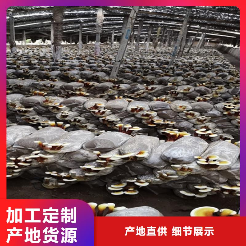 灵芝孢子粉多少钱一斤