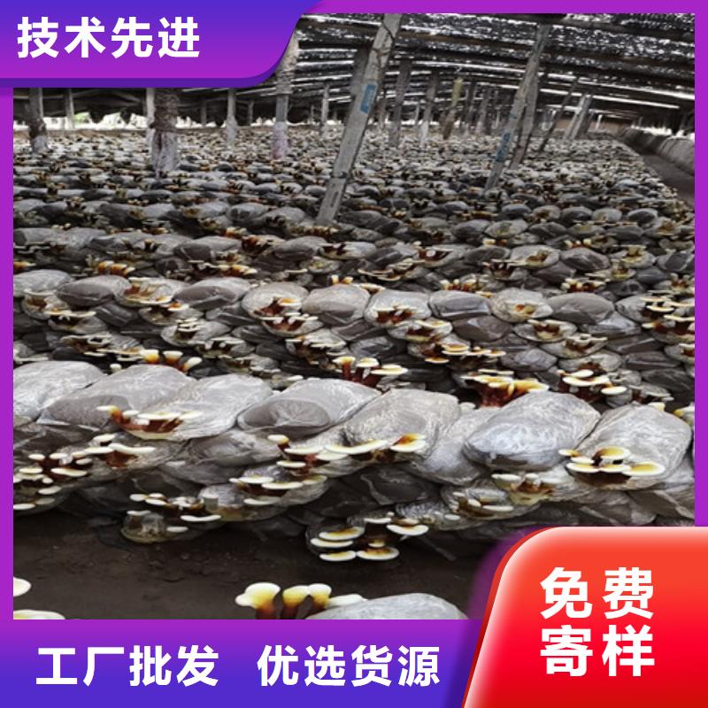 灵芝切片在线咨询