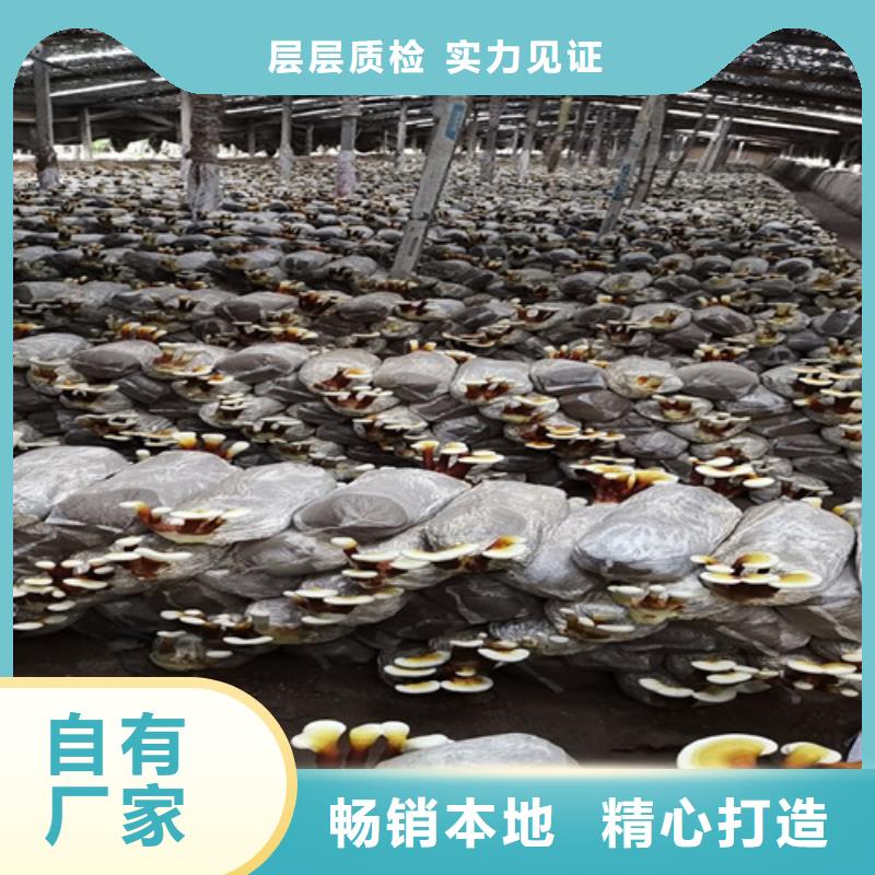 灵芝粉在线咨询