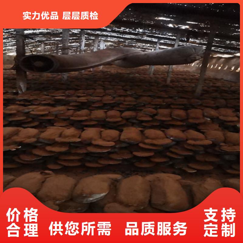破壁灵芝孢子粉多少钱