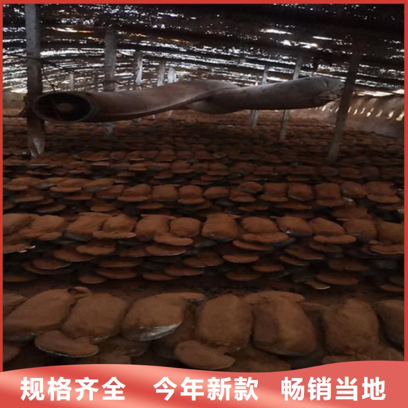 灵芝粉在线咨询