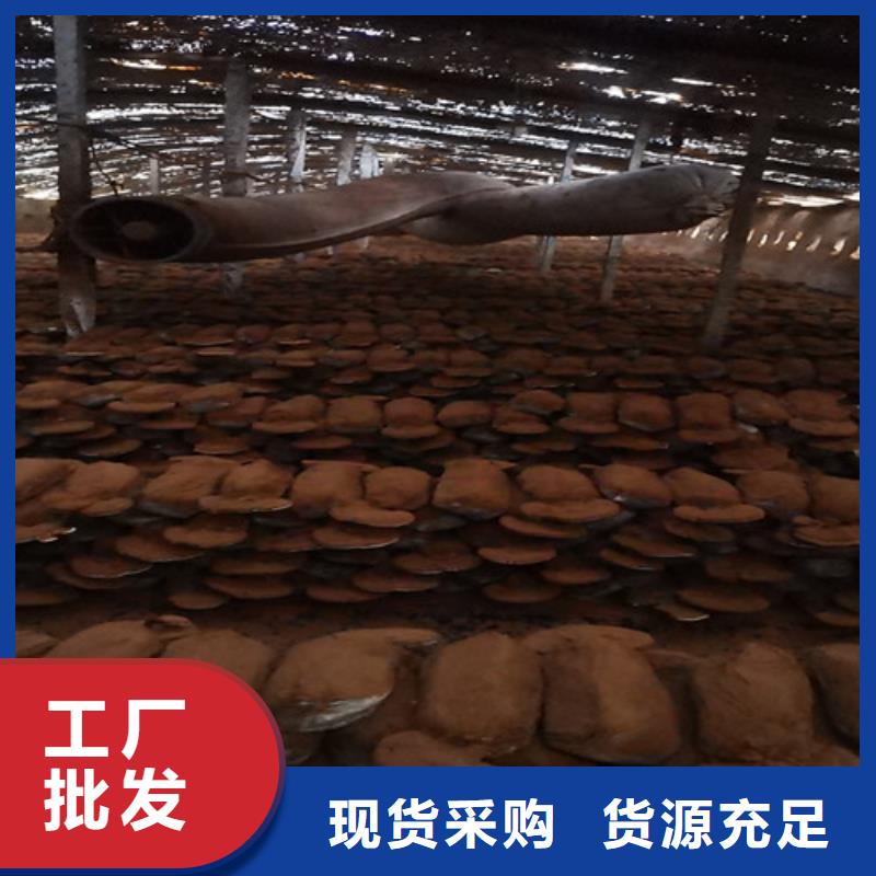 灵芝切片在线咨询