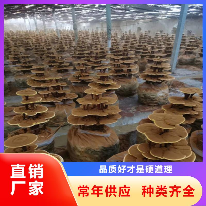 灵芝孢子粉厂家批发