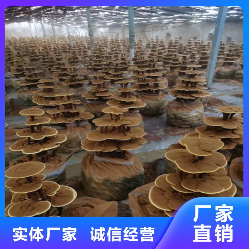 灵芝粉在线咨询
