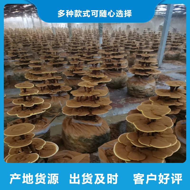 灵芝切片在线咨询