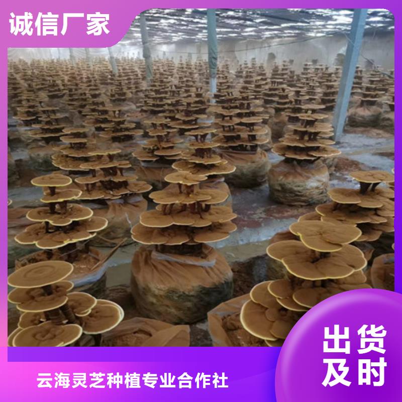 灵芝切片在线咨询
