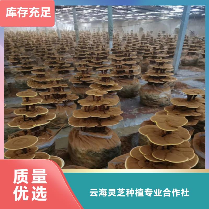 灵芝孢子粉厂家批发