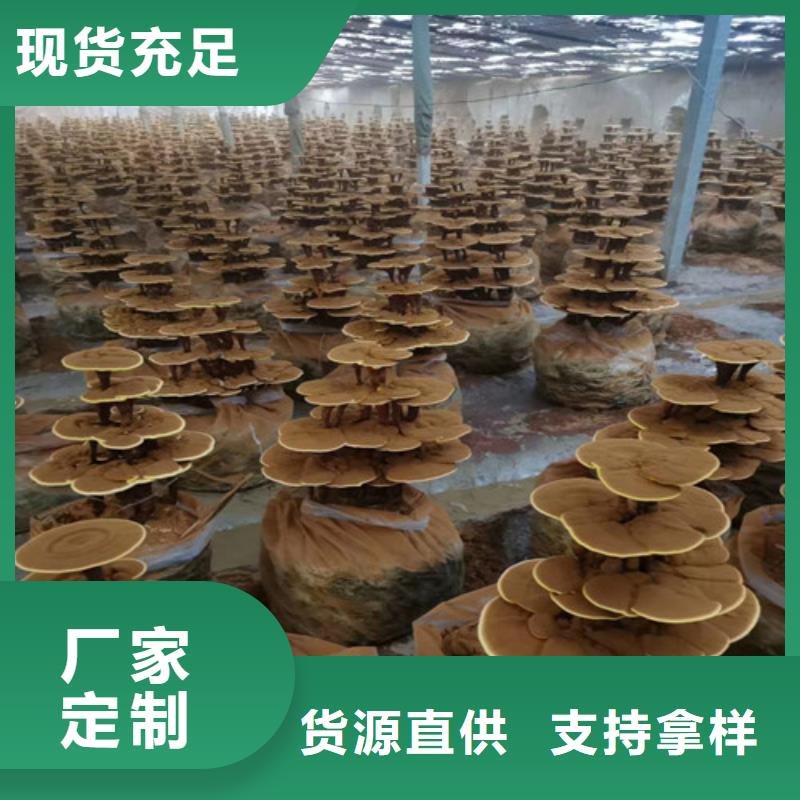 灵芝粉在线咨询