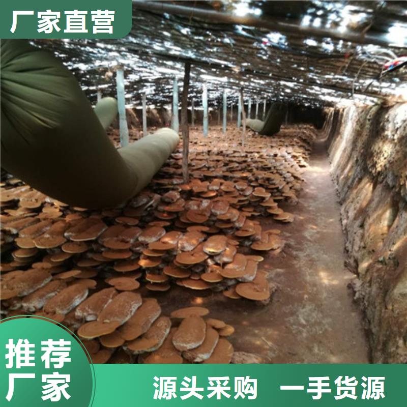 灵芝切片在线咨询