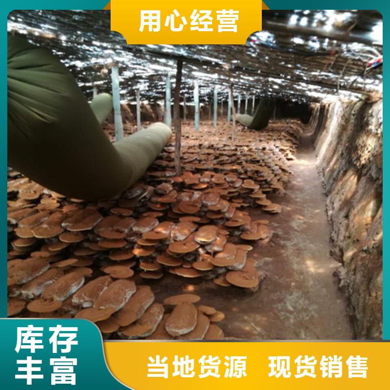 灵芝粉在线咨询