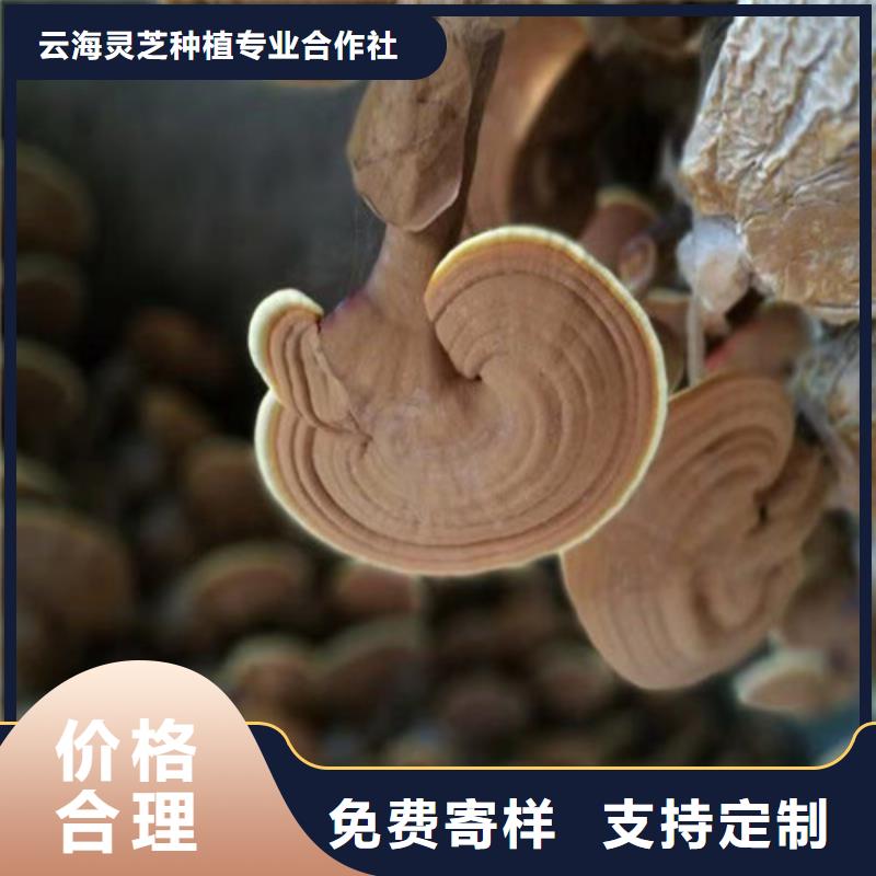 灵芝切片在线咨询