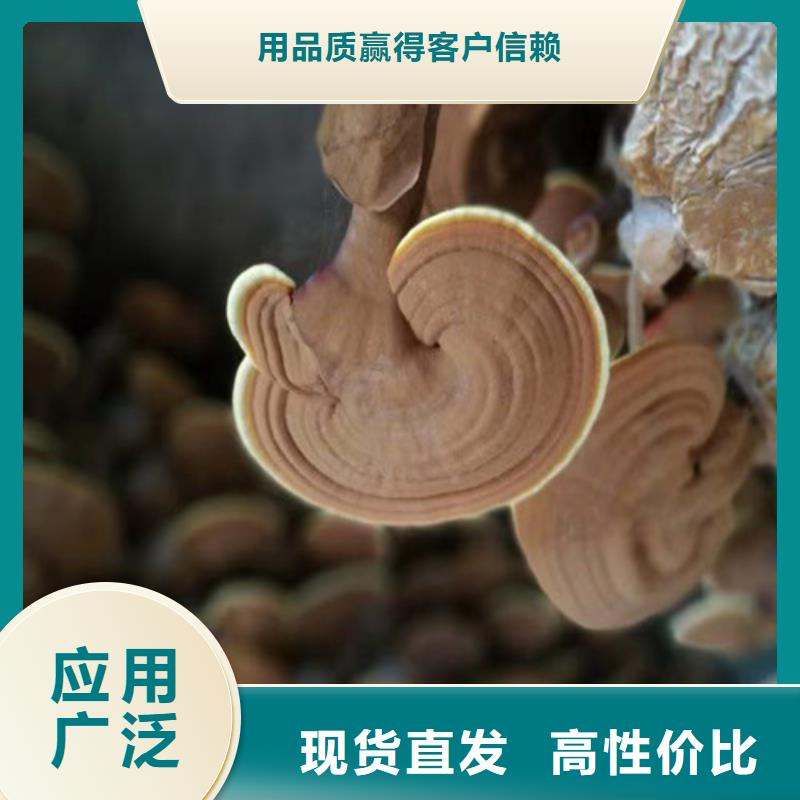 灵芝粉在线咨询