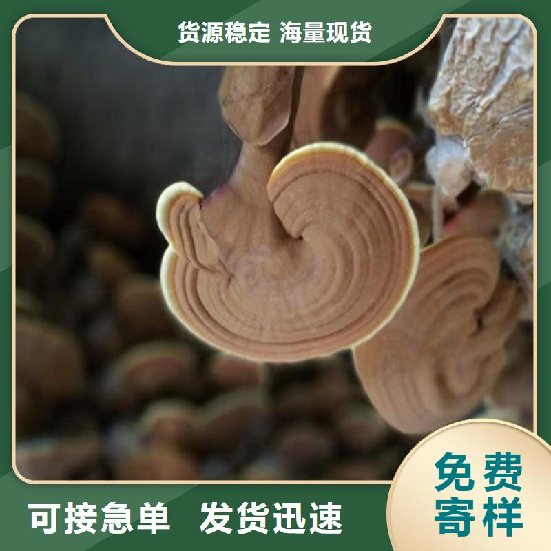 破壁灵芝孢子粉怎么吃好吃