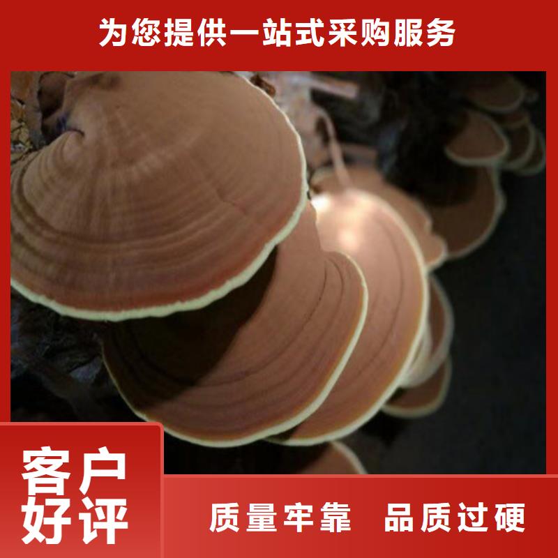 灵芝粉在线咨询