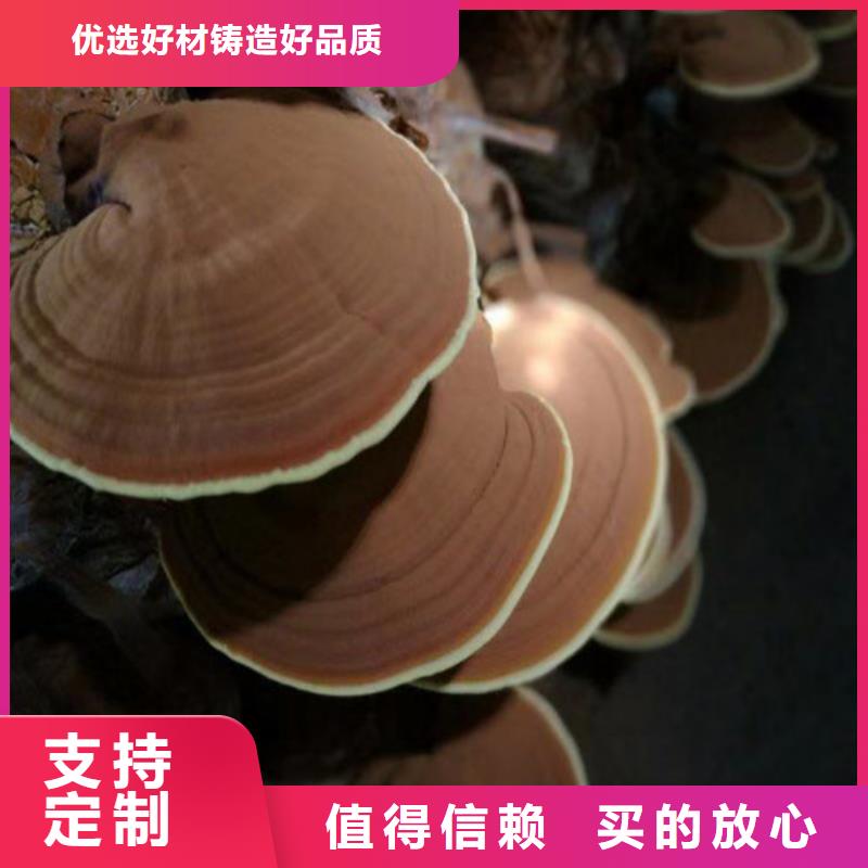 灵芝粉在线咨询