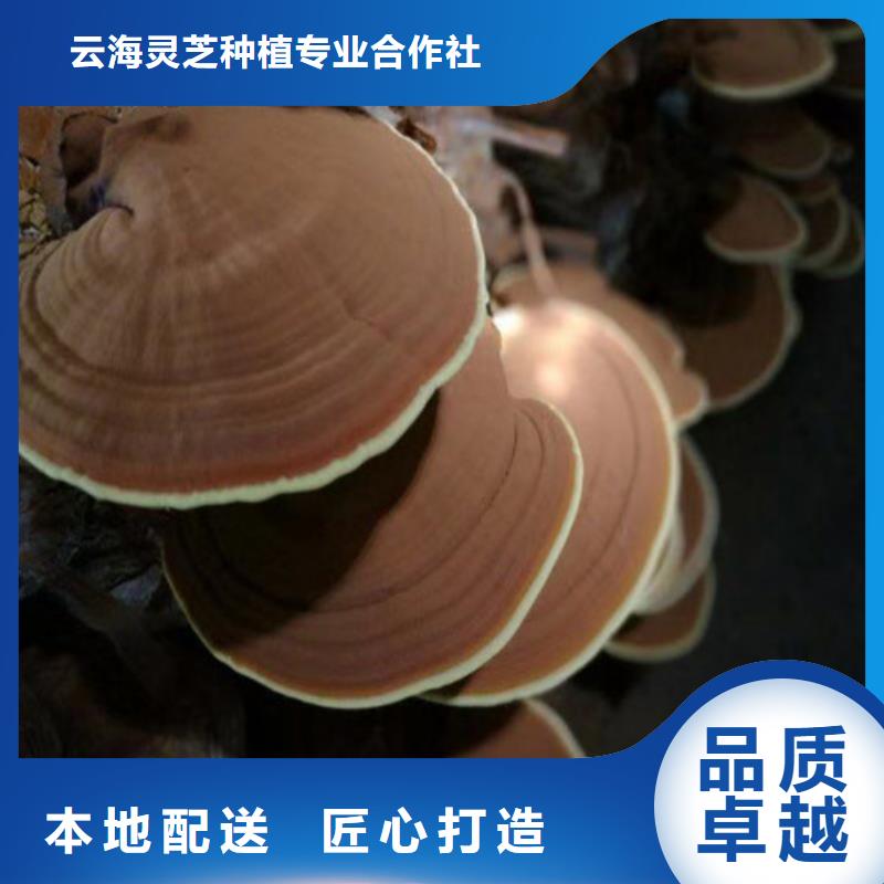 灵芝切片在线咨询