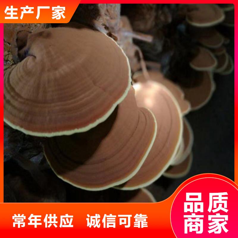 灵芝孢子粉厂家批发