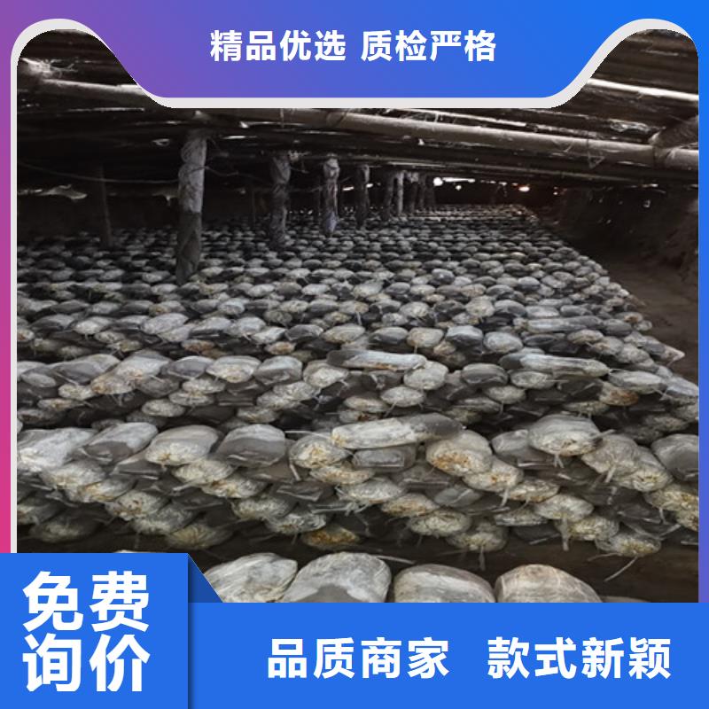 灵芝粉在线咨询