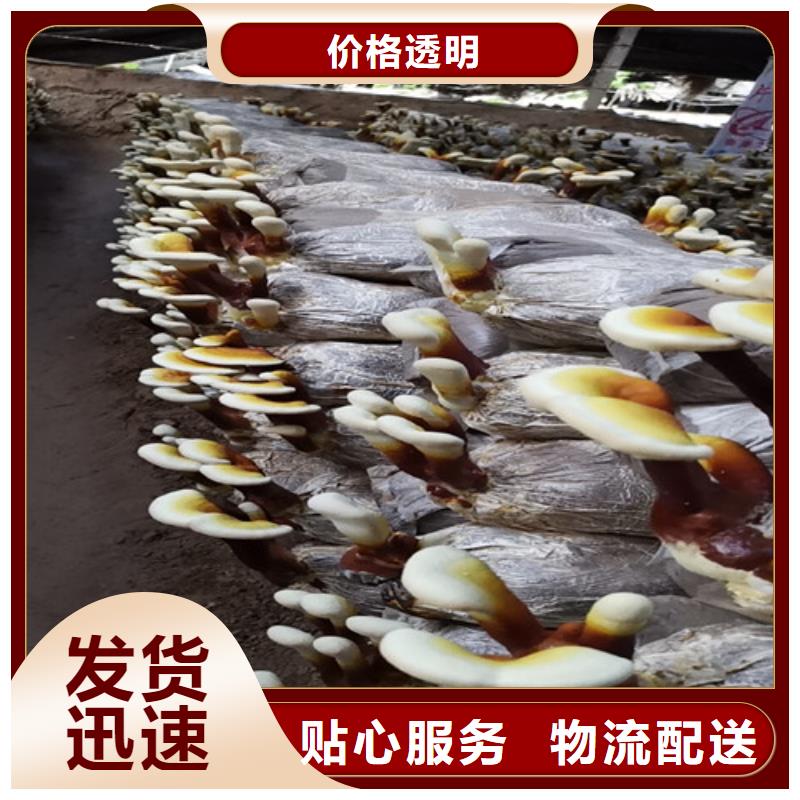 灵芝粉在线咨询
