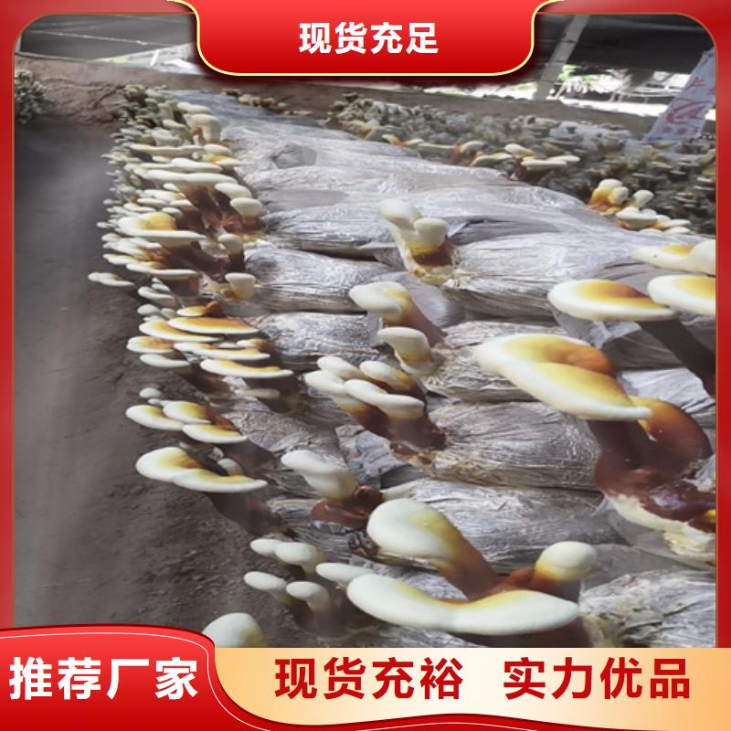 灵芝孢子粉厂家批发