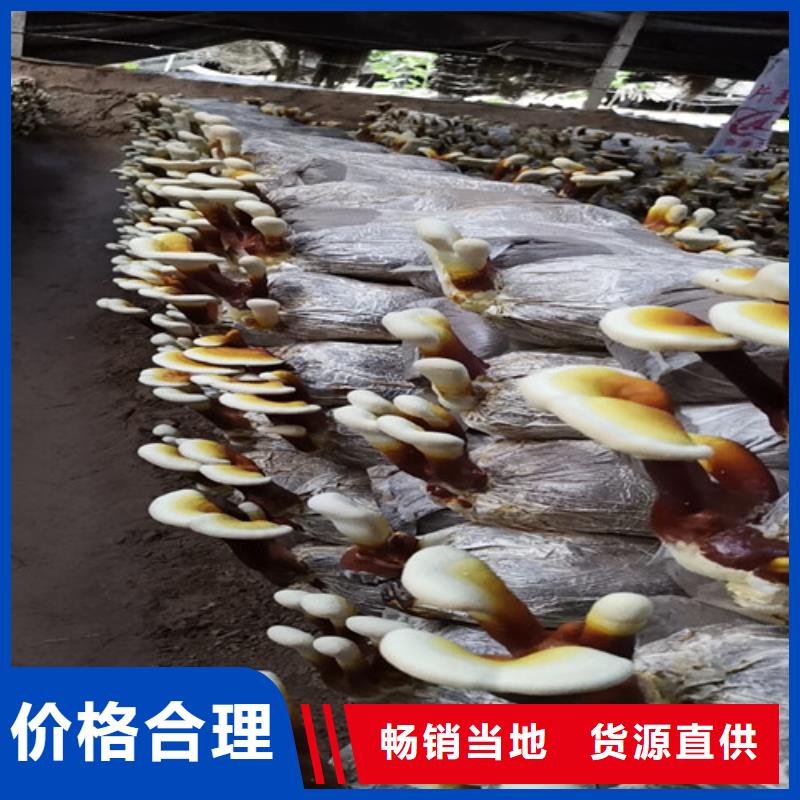 灵芝粉正确吃法