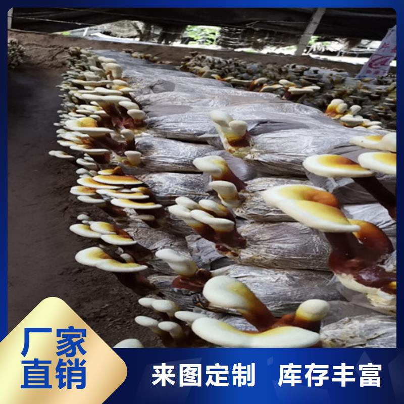 灵芝切片在线咨询
