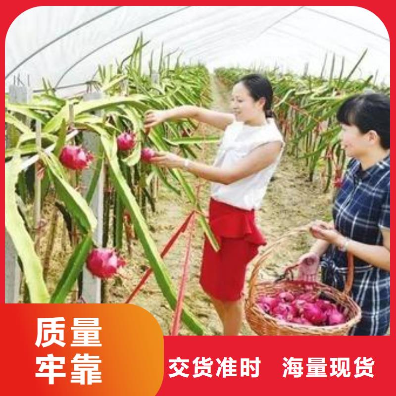 睢宁柑橘大棚管免费送货
