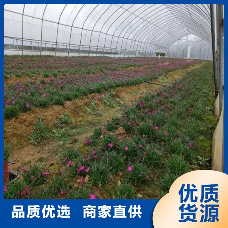 西瓜大棚骨架怎么卖