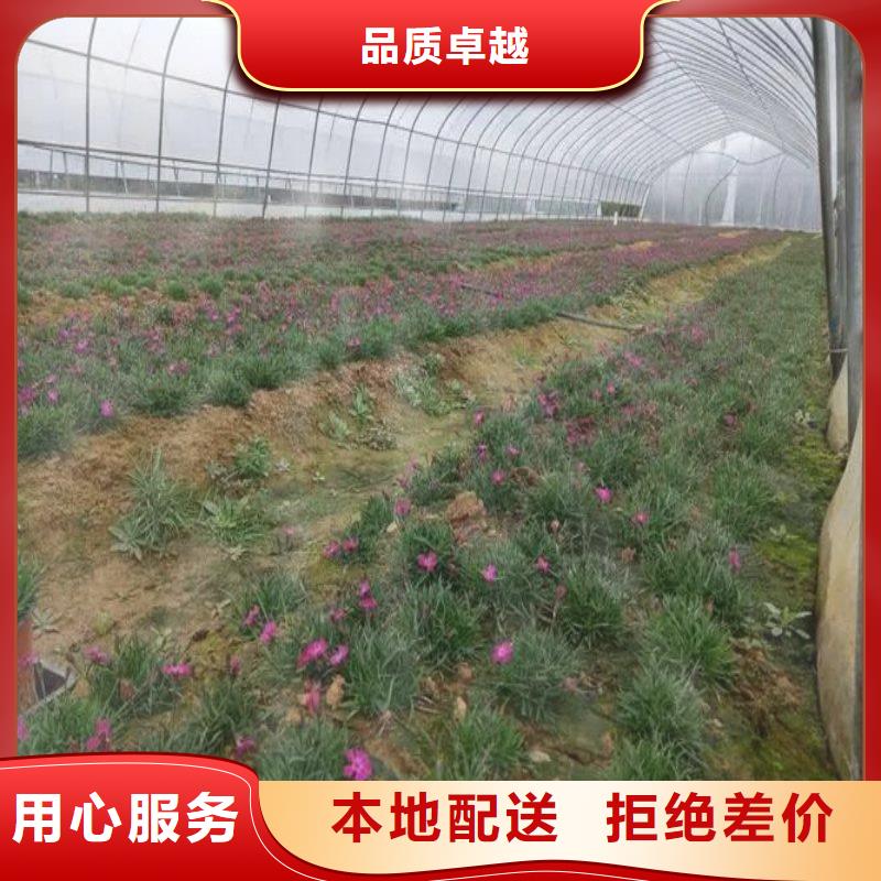 喜德县大棚管价格实力厂家