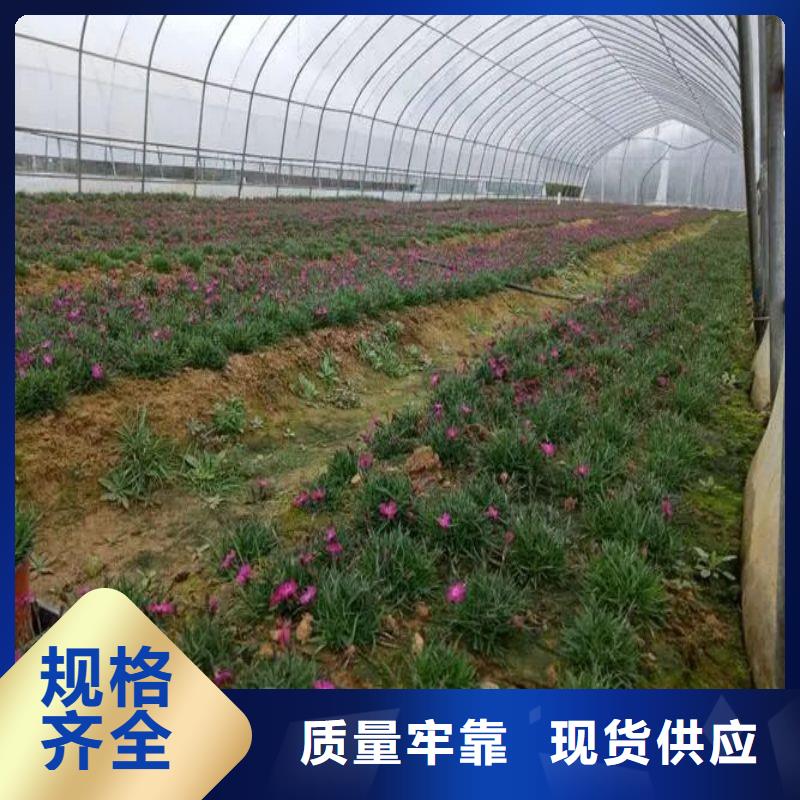 富源连栋大棚造价多少一亩价格公道2025