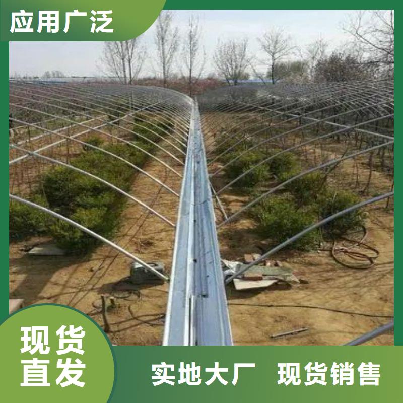 莱城连栋大棚图片欢迎电询2025