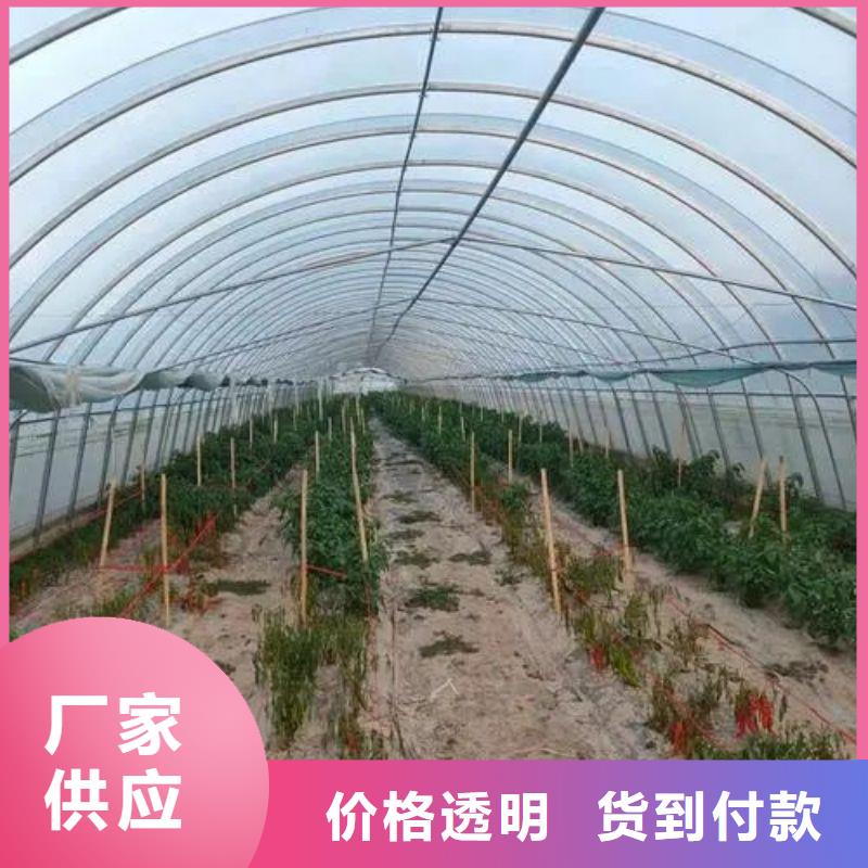 道里区草莓骨架钢管