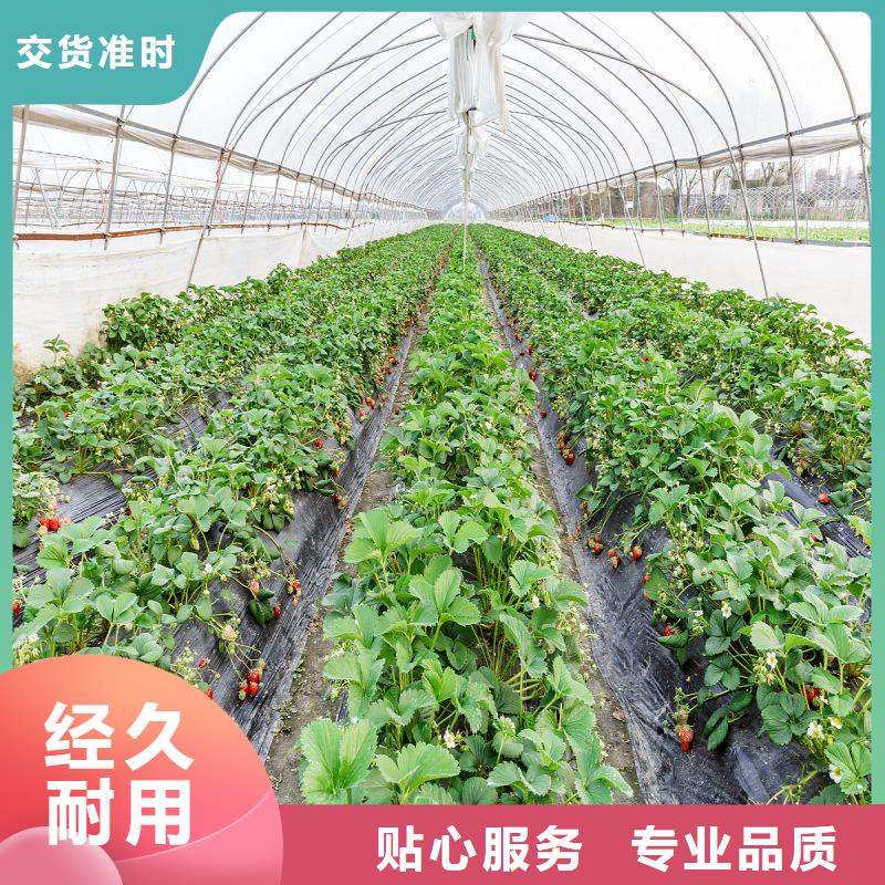 郁南县定尺连栋蔬菜大棚管咋卖