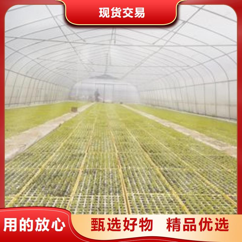 【大棚管】连栋温室搭建放心得选择