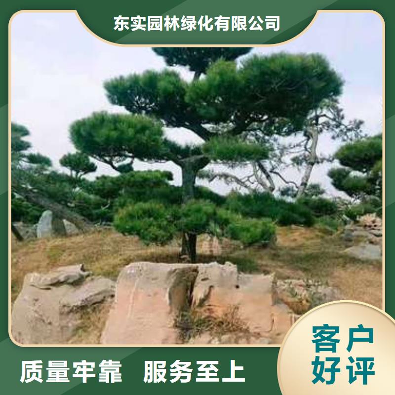 景观松批发-欢迎询价