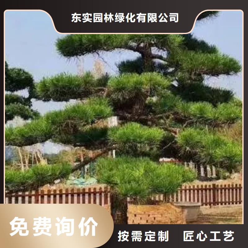 热销：造型景松厂家