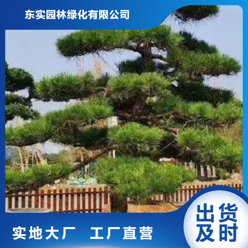 平顶松-为您