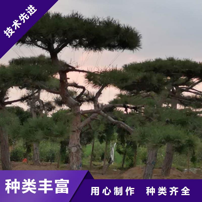 造型松树-信守承诺