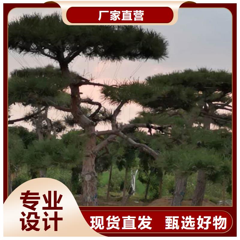 造型松_东实园林绿化有限公司